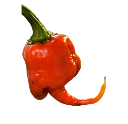 Carolina Reaper X SRTSL